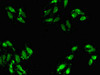 Immunofluorescent analysis of Hela cells using CSB-PA001114LA01HU at dilution of 1:100 and Alexa Fluor 488-congugated AffiniPure Goat Anti-Rabbit IgG (H+L)