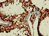Immunohistochemistry of paraffin-embedded human testis tissue using CSB-PA005945LA01HU at dilution of 1:100