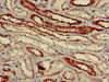 Immunohistochemistry of paraffin-embedded human kidney tissue using CSB-PA025883LA01HU at dilution of 1:100