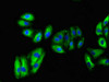 Immunofluorescent analysis of HepG2 cells using CSB-PA025883LA01HU at dilution of 1:100 and Alexa Fluor 488-congugated AffiniPure Goat Anti-Rabbit IgG (H+L)