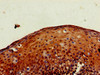 Immunohistochemistry of paraffin-embedded human tonsil tissue using CSB-PA770363LA01HU at dilution of 1:100