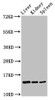 Western Blot<br />
 Positive WB detected in: Rat liver tissue, Rat kidney tissue, Rat spleen tissue<br />
 All lanes: CCDC26 antibody at 2.6µg/ml<br />
 Secondary<br />
 Goat polyclonal to rabbit IgG at 1/50000 dilution<br />
 Predicted band size: 14 kDa<br />
 Observed band size: 14 kDa<br />