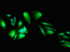 Immunofluorescent analysis of HepG2 cells using CSB-PA851968LA01HU at dilution of 1:100 and Alexa Fluor 488-congugated AffiniPure Goat Anti-Rabbit IgG (H+L)