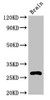 Western Blot<br />
 Positive WB detected in: Mouse brain tissue<br />
 All lanes: DNAJC4 antibody at 3.2µg/ml<br />
 Secondary<br />
 Goat polyclonal to rabbit IgG at 1/50000 dilution<br />
 Predicted band size: 28 kDa<br />
 Observed band size: 28 kDa<br />
