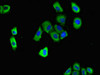 Immunofluorescent analysis of A549 cells using CSB-PA865087LA01HU at dilution of 1:100 and Alexa Fluor 488-congugated AffiniPure Goat Anti-Rabbit IgG (H+L)