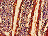 Immunohistochemistry analysis of human small intestine tissue using CSB-PA865140LA01HU at dilution of 1:100