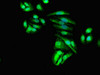 Immunofluorescent analysis of HepG2 cells using CSB-PA882163LA01HU at dilution of 1:100 and Alexa Fluor 488-congugated AffiniPure Goat Anti-Rabbit IgG (H+L) Immunofluorescent analysis of HepG2 cells using CSB-PA882163LA01HU at dilution of 1:100 and Alexa Fluor 488-congugated AffiniPure Goat Anti-Rabbit IgG (H+L)