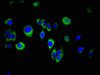 Immunofluorescent analysis of A549 cells using CSB-PA022585LA01HU at dilution of 1:100 and Alexa Fluor 488-congugated AffiniPure Goat Anti-Rabbit IgG (H+L)