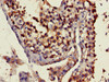 Immunohistochemistry of paraffin-embedded human testis tissue using CSB-PA622665LA01HU at dilution of 1:100