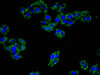 Immunofluorescent analysis of HepG2 cells using CSB-PA622665LA01HU at dilution of 1:100 and Alexa Fluor 488-congugated AffiniPure Goat Anti-Rabbit IgG (H+L)