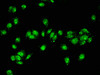 Immunofluorescent analysis of HepG2 cells using CSB-PA754597LA01HU at dilution of 1:100 and Alexa Fluor 488-congugated AffiniPure Goat Anti-Rabbit IgG (H+L)