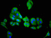 Immunofluorescent analysis of HepG2 cells using CSB-PA842682LA01HU at dilution of 1:100 and Alexa Fluor 488-congugated AffiniPure Goat Anti-Rabbit IgG (H+L) Immunofluorescent analysis of HepG2 cells using CSB-PA842682LA01HU at dilution of 1:100 and Alexa Fluor 488-congugated AffiniPure Goat Anti-Rabbit IgG (H+L)