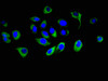 Immunofluorescent analysis of A549 cells using CSB-PA889094LA01HU at dilution of 1:100 and Alexa Fluor 488-congugated AffiniPure Goat Anti-Rabbit IgG (H+L)