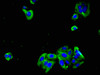Immunofluorescent analysis of HepG2 cells using CSB-PA892155LA01HU at dilution of 1:100 and Alexa Fluor 488-congugated AffiniPure Goat Anti-Rabbit IgG (H+L)