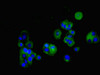 Immunofluorescent analysis of MCF-7 cells using CSB-PA005507LA01HU at dilution of 1:100 and Alexa Fluor 488-congugated AffiniPure Goat Anti-Rabbit IgG (H+L) Immunofluorescent analysis of MCF-7 cells using CSB-PA005507LA01HU at dilution of 1:100 and Alexa Fluor 488-congugated AffiniPure Goat Anti-Rabbit IgG (H+L)