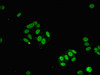 Immunofluorescent analysis of HepG2 cells using CSB-PA022816LA01HU at dilution of 1:100 and Alexa Fluor 488-congugated AffiniPure Goat Anti-Rabbit IgG (H+L)