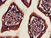 Immunohistochemistry of paraffin-embedded human small intestine tissue using CSB-PA06229A0Rb at dilution of 1:100