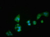 Immunofluorescent analysis of PC-3 cells using CSB-PA06229A0Rb at dilution of 1:100 and Alexa Fluor 488-congugated AffiniPure Goat Anti-Rabbit IgG (H+L)