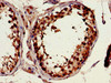 Immunohistochemistry of paraffin-embedded human testis tissue using CSB-PA619084LA01HU at dilution of 1:100