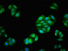 Immunofluorescent analysis of HepG2 cells using CSB-PA619084LA01HU at dilution of 1:100 and Alexa Fluor 488-congugated AffiniPure Goat Anti-Rabbit IgG (H+L)