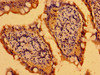 Immunohistochemistry of paraffin-embedded human small intestine tissue using CSB-PA003434LA01HU at dilution of 1:100