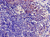 Immunocytochemistry analysis of human tonsil tissue using CSB-PA004846LA01HU at dilution of 1:100