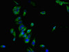 Immunofluorescent analysis of Hela cells using CSB-PA004846LA01HU at dilution of 1:100 and Alexa Fluor 488-congugated AffiniPure Goat Anti-Rabbit IgG (H+L)