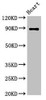 Western Blot<br />
 Positive WB detected in: Rat heart tissue<br />
 All lanes: CDH15 antibody at 3.2µg/ml<br />
 Secondary<br />
 Goat polyclonal to rabbit IgG at 1/50000 dilution<br />
 Predicted band size: 89 kDa<br />
 Observed band size: 89 kDa<br />