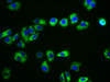 Immunofluorescence staining of HepG2 cells with CSB-PA005040LA01HU at 1:133, counter-stained with DAPI. The cells were fixed in 4% formaldehyde, permeabilized using 0.2% Triton X-100 and blocked in 10% normal Goat Serum. The cells were then incubated with the antibody overnight at 4°C. The secondary antibody was Alexa Fluor 488-congugated AffiniPure Goat Anti-Rabbit IgG (H+L) .