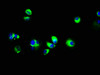 Immunofluorescence staining of MCF-7 cells with CSB-PA007385LA01HU at 1:133, counter-stained with DAPI. The cells were fixed in 4% formaldehyde, permeabilized using 0.2% Triton X-100 and blocked in 10% normal Goat Serum. The cells were then incubated with the antibody overnight at 4°C. The secondary antibody was Alexa Fluor 488-congugated AffiniPure Goat Anti-Rabbit IgG (H+L) .