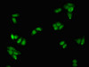 Immunofluorescent analysis of HepG2 cells using CSB-PA021061LA01HU at dilution of 1:100 and Alexa Fluor 488-congugated AffiniPure Goat Anti-Rabbit IgG (H+L)
