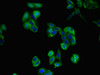 Immunofluorescent analysis of HepG2 cells using CSB-PA09479A0Rb at dilution of 1:100 and Alexa Fluor 488-congugated AffiniPure Goat Anti-Rabbit IgG (H+L)