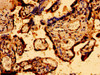 Immunohistochemistry of paraffin-embedded human placenta tissue using CSB-PA847694LA01HU at dilution of 1:100