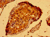 Immunohistochemistry of paraffin-embedded human testis tissue using CSB-PA868389LA01HU at dilution of 1:100