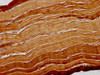 IHC image of CSB-PA002332LA01HU diluted at 1:300 and staining in paraffin-embedded human skeletal muscle tissue performed on a Leica BondTM system. After dewaxing and hydration, antigen retrieval was mediated by high pressure in a citrate buffer (pH 6.0) . Section was blocked with 10% normal goat serum 30min at RT. Then primary antibody (1% BSA) was incubated at 4°C overnight. The primary is detected by a biotinylated secondary antibody and visualized using an HRP conjugated SP system.