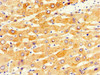 Immunohistochemistry of paraffin-embedded human liver tissue using CSB-PA006396LA01HU at dilution of 1:100