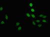 Immunofluorescent analysis of A549 cells using CSB-PA316685LA01HU at dilution of 1:100 and Alexa Fluor 488-congugated AffiniPure Goat Anti-Rabbit IgG (H+L)
