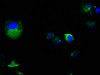 Immunofluorescence staining of MCF-7 cells with CSB-PA618787LA01HU at 1:100, counter-stained with DAPI. The cells were fixed in 4% formaldehyde, permeabilized using 0.2% Triton X-100 and blocked in 10% normal Goat Serum. The cells were then incubated with the antibody overnight at 4°C. The secondary antibody was Alexa Fluor 488-congugated AffiniPure Goat Anti-Rabbit IgG (H+L) . Immunofluorescence staining of MCF-7 cells with CSB-PA618787LA01HU at 1:100, counter-stained with DAPI. The cells were fixed in 4% formaldehyde, permeabilized using 0.2% Triton X-100 and blocked in 10% normal Goat Serum. The cells were then incubated with the antibody overnight at 4°C. The secondary antibody was Alexa Fluor 488-congugated AffiniPure Goat Anti-Rabbit IgG (H+L) .