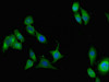 Immunofluorescent analysis of A549 cells using CSB-PA624122LA01HU at dilution of 1:100 and Alexa Fluor 488-congugated AffiniPure Goat Anti-Rabbit IgG (H+L)