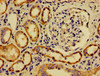 Immunohistochemistry of paraffin-embedded human kidney tissue using CSB-PA666241LA01HU at dilution of 1:100