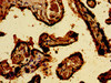 Immunohistochemistry of paraffin-embedded human placenta tissue using CSB-PA666241LA01HU at dilution of 1:100