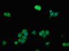 Immunofluorescent analysis of PC-3 cells using CSB-PA804805LA01HU at dilution of 1:100 and Alexa Fluor 488-congugated AffiniPure Goat Anti-Rabbit IgG (H+L)