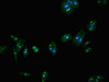 Immunofluorescent analysis of HepG2 cells using CSB-PA847636LA01HU at dilution of 1:100 and Alexa Fluor 488-congugated AffiniPure Goat Anti-Rabbit IgG (H+L)