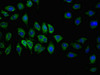 Immunofluorescent analysis of A549 cells using CSB-PA852918LA01HU at dilution of 1:100 and Alexa Fluor 488-congugated AffiniPure Goat Anti-Rabbit IgG (H+L)