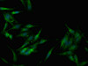 Immunofluorescent analysis of Hela cells using CSB-PA889918LA01HU at dilution of 1:100 and Alexa Fluor 488-congugated AffiniPure Goat Anti-Rabbit IgG (H+L) Immunofluorescent analysis of Hela cells using CSB-PA889918LA01HU at dilution of 1:100 and Alexa Fluor 488-congugated AffiniPure Goat Anti-Rabbit IgG (H+L)