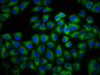 Immunofluorescence staining of Hela cells with CSB-PA001342LA01HU at 1:133, counter-stained with DAPI. The cells were fixed in 4% formaldehyde, permeabilized using 0.2% Triton X-100 and blocked in 10% normal Goat Serum. The cells were then incubated with the antibody overnight at 4°C. The secondary antibody was Alexa Fluor 488-congugated AffiniPure Goat Anti-Rabbit IgG (H+L) .