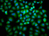 Immunofluorescence staining of Hela cells with CSB-PA004808LA01HU at 1:166, counter-stained with DAPI. The cells were fixed in 4% formaldehyde, permeabilized using 0.2% Triton X-100 and blocked in 10% normal Goat Serum. The cells were then incubated with the antibody overnight at 4°C. The secondary antibody was Alexa Fluor 488-congugated AffiniPure Goat Anti-Rabbit IgG (H+L) .