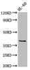 Western Blot<br />
 Positive WB detected in: HL60 whole cell lysate<br />
 All lanes: CCRL2 antibody at 2.5µg/ml<br />
 Secondary<br />
 Goat polyclonal to rabbit IgG at 1/50000 dilution<br />
 Predicted band size: 40, 41 kDa<br />
 Observed band size: 40 kDa<br />