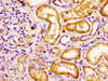 Immunohistochemistry of paraffin-embedded human kidney tissue using CSB-PA004852LA01HU at dilution of 1:100