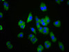 Immunofluorescence staining of HepG2 cells with CSB-PA005614LA01HU at 1:100, counter-stained with DAPI. The cells were fixed in 4% formaldehyde, permeabilized using 0.2% Triton X-100 and blocked in 10% normal Goat Serum. The cells were then incubated with the antibody overnight at 4°C. The secondary antibody was Alexa Fluor 488-congugated AffiniPure Goat Anti-Rabbit IgG (H+L) .